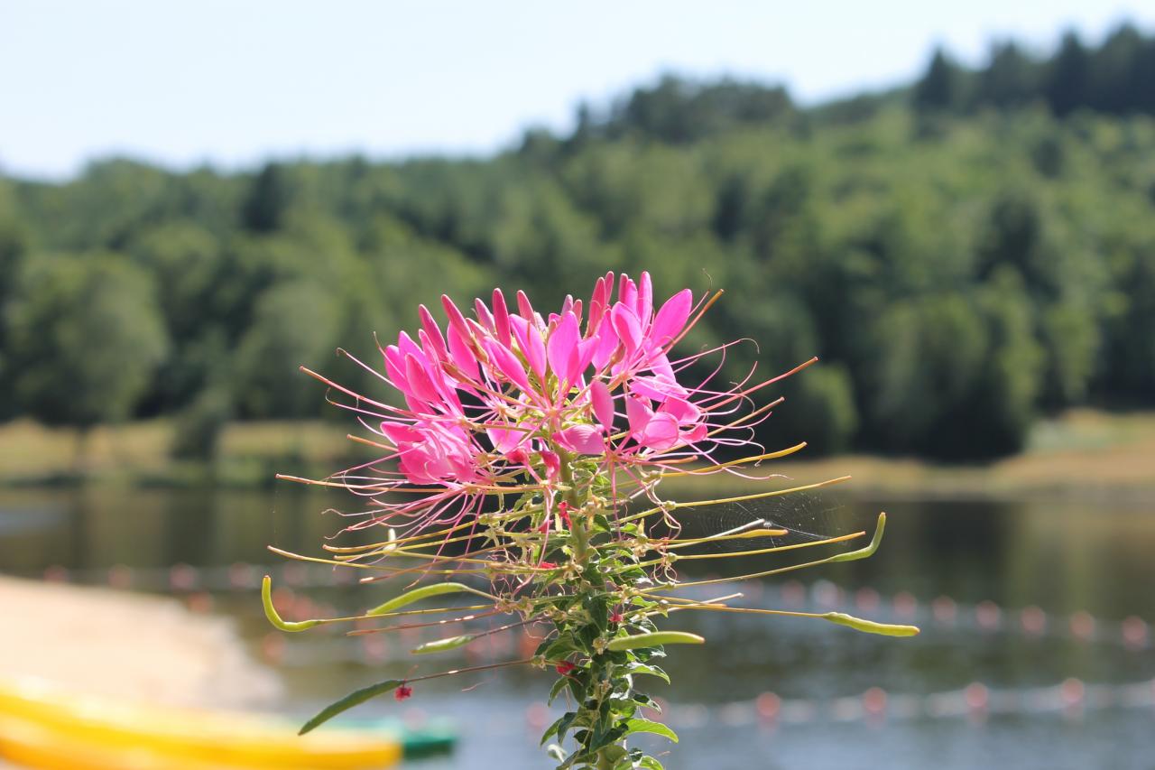 Fleurs bord de lac