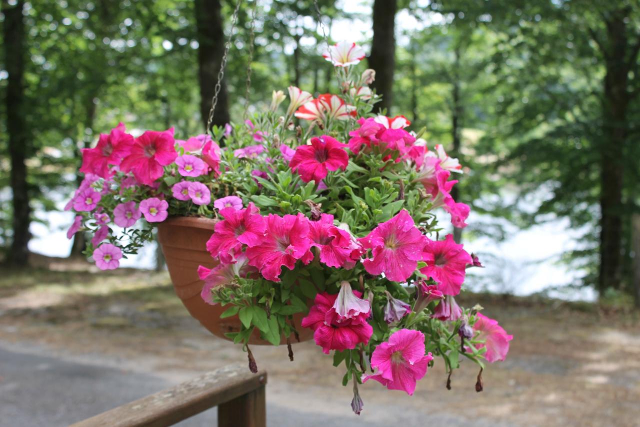 Fleurs Terrasse