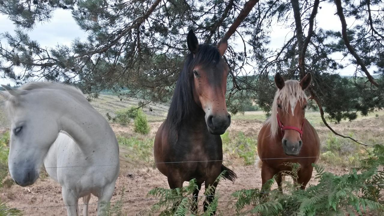 Chevaux rte de st Merd les oussines