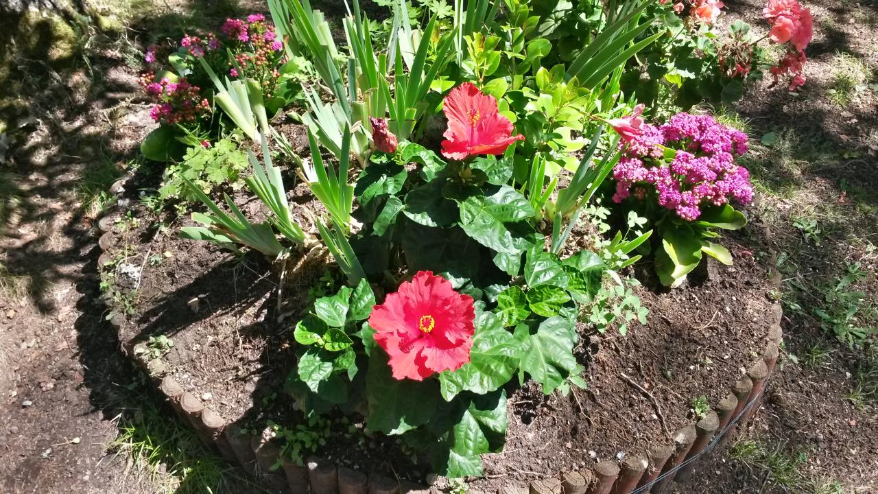 Fleurs sur emplacement