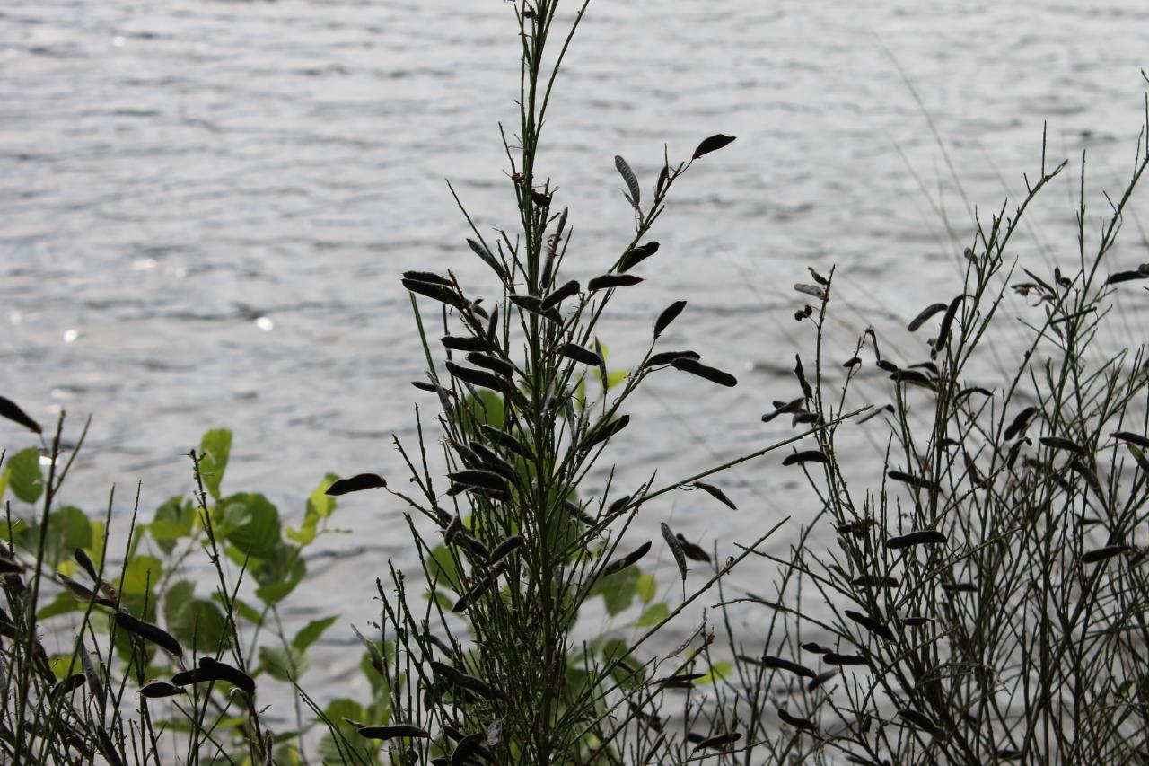 Vue du camping sur le lac