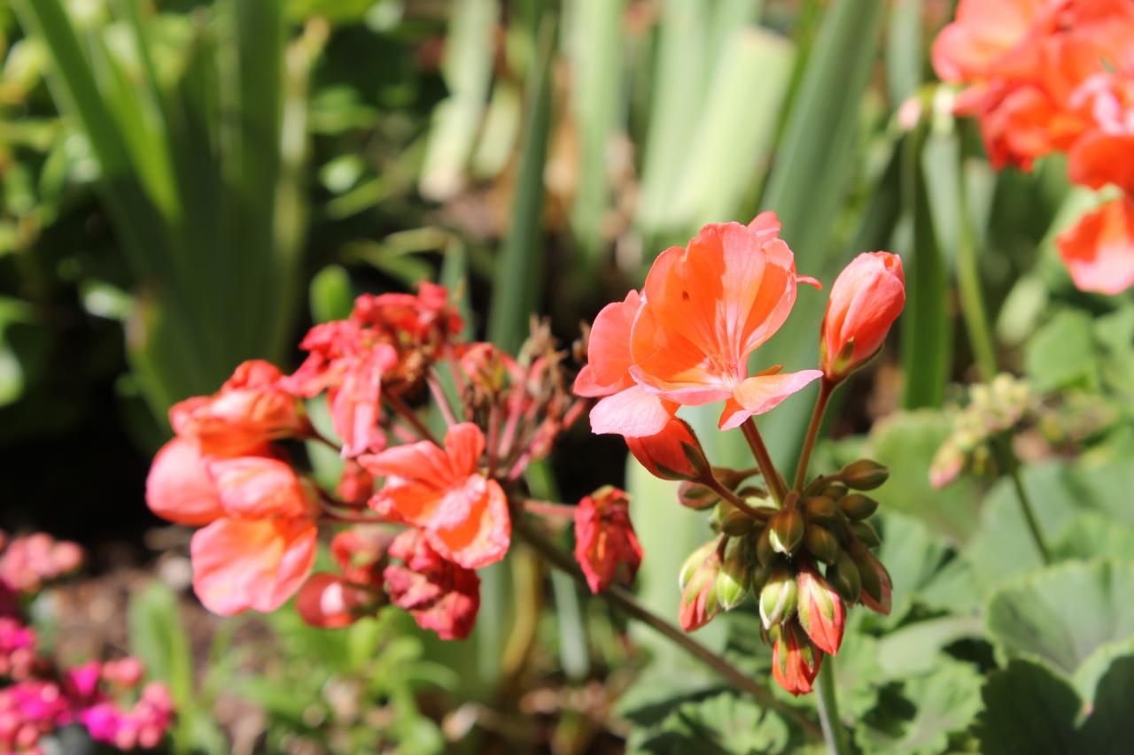 Fleurs Terrasse