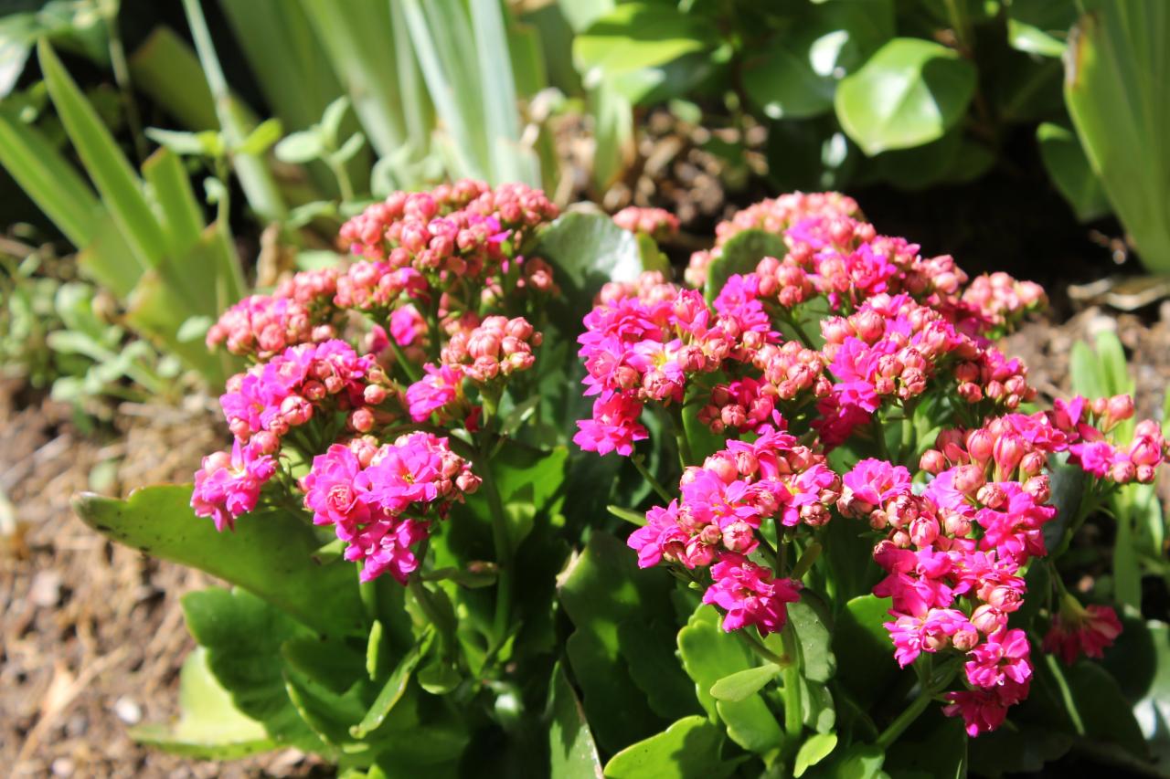 Fleurs sur emplacement