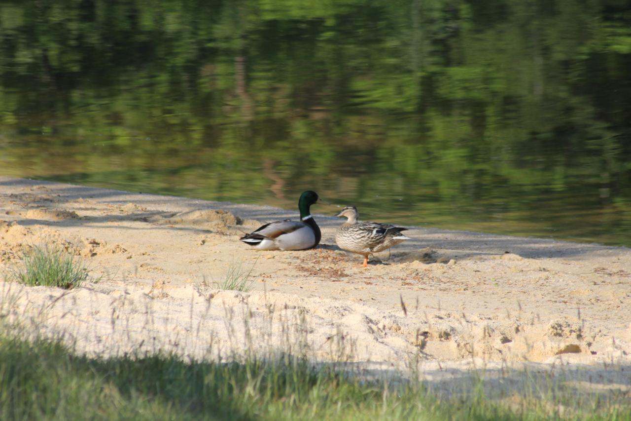 Canard Lac