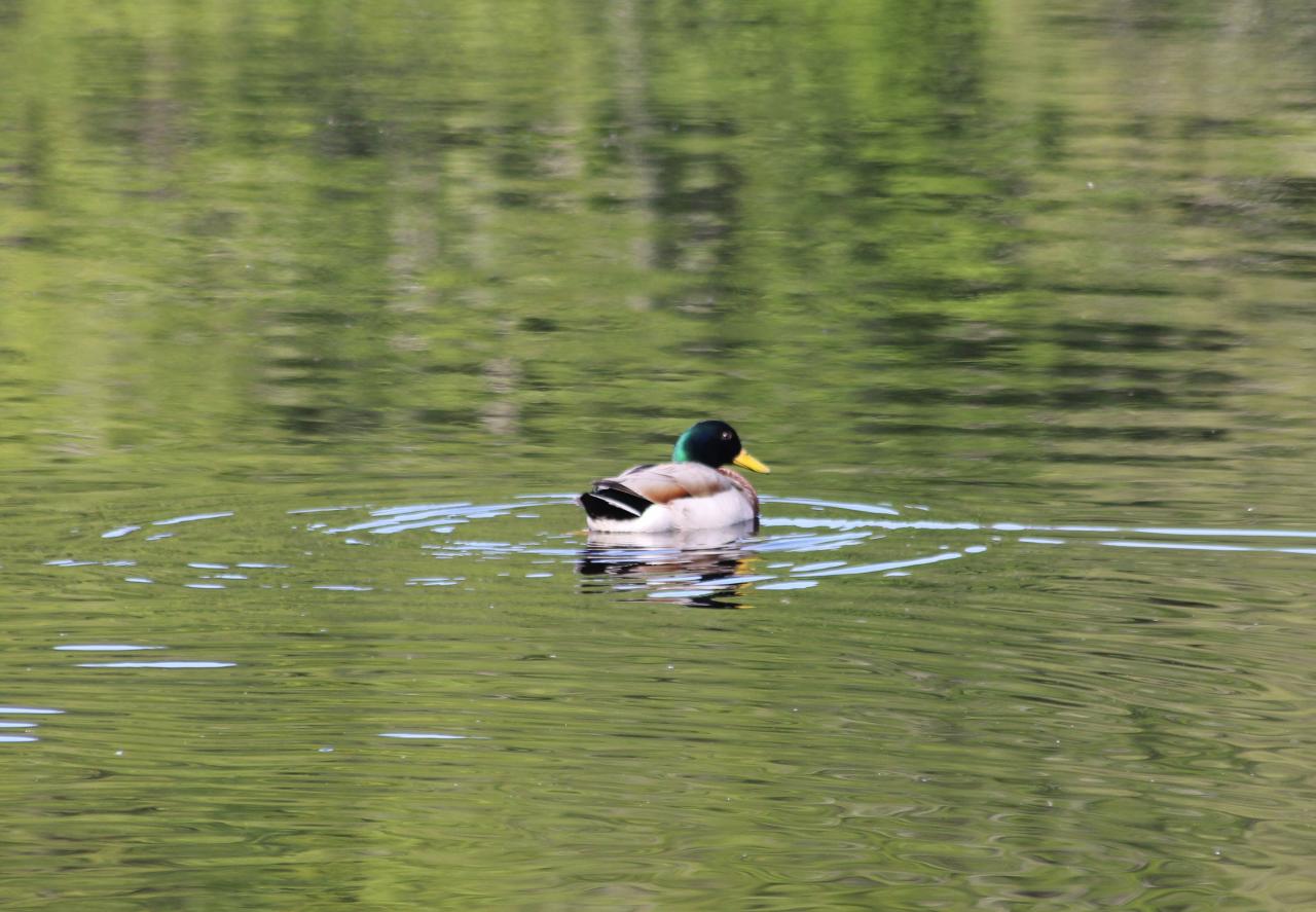 Canard lac