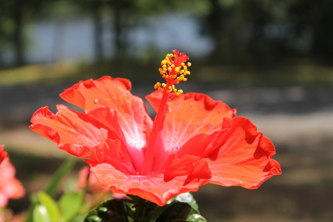 Fleurs sur emplacement