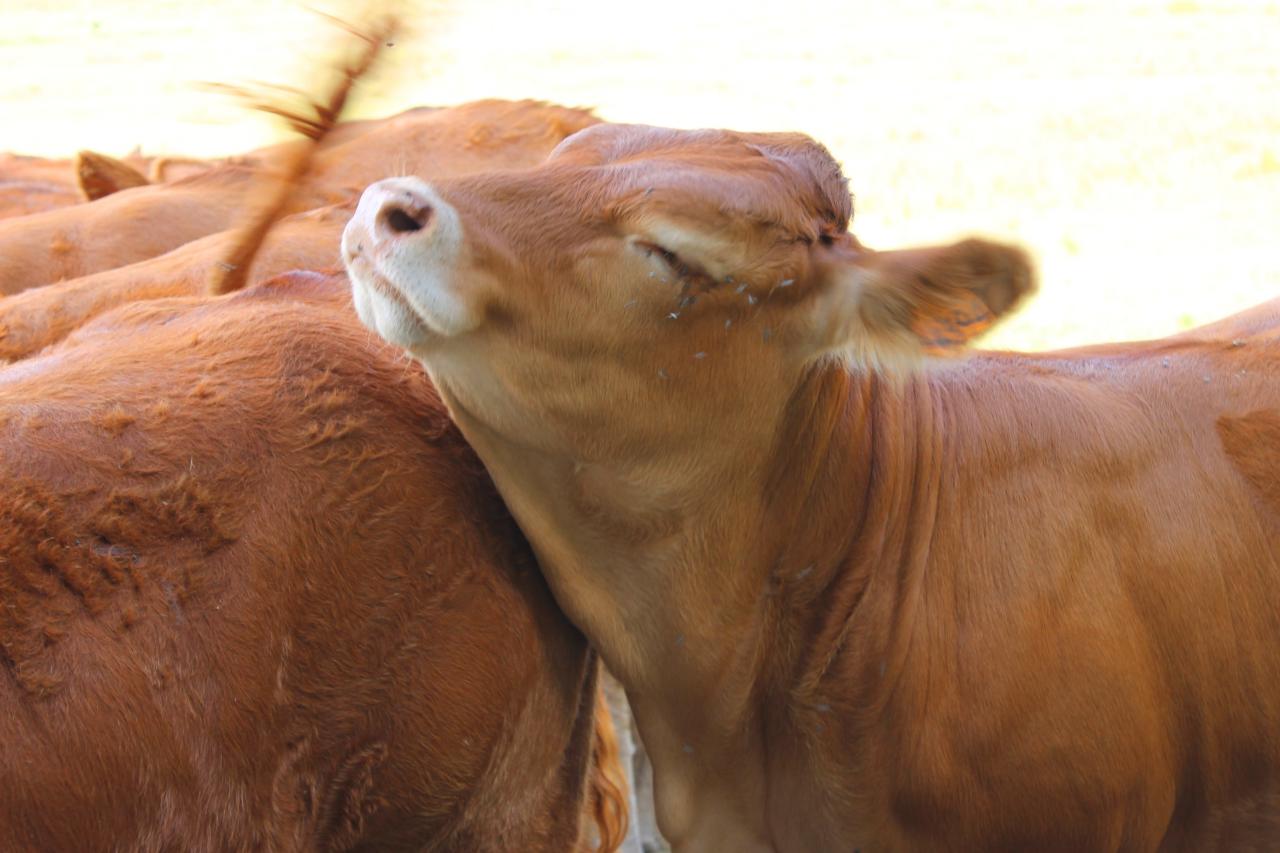 Vache Limousine