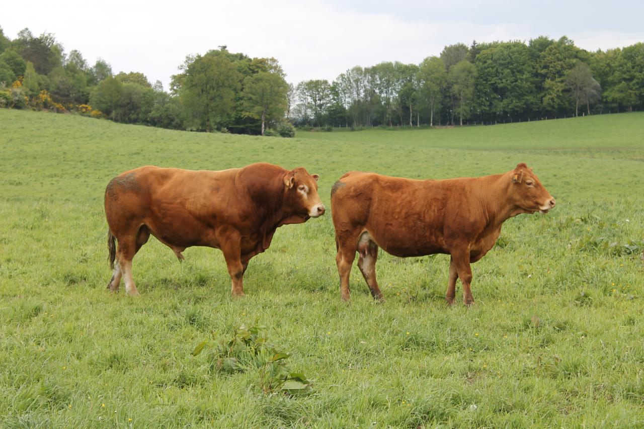 Vache Limousine