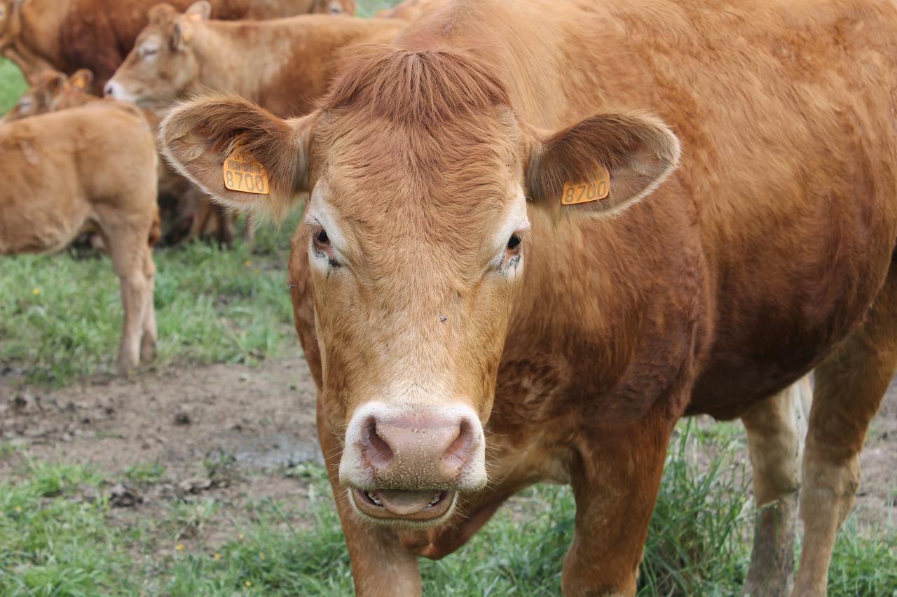 Vache Limousine